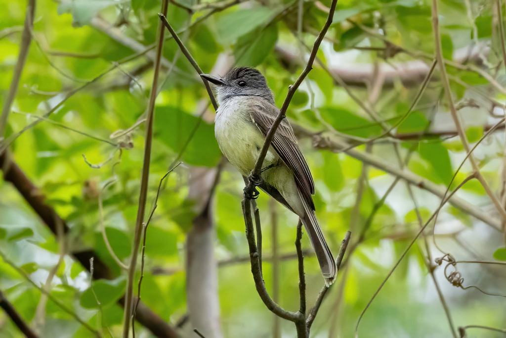 Sooty-crowned Flycatcher (interior)