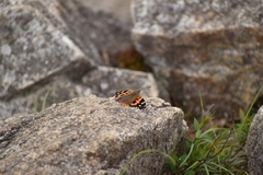 Vanessa indica indica
