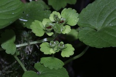 Iowa Golden Saxifrage (Chrysosplenium iowense)