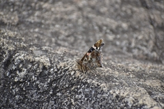 Vanessa indica indica