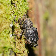 Poropterus conifer