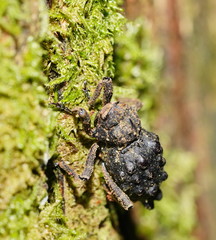 Poropterus conifer