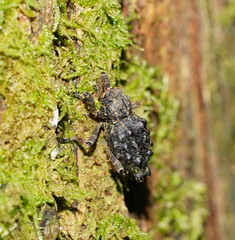 Poropterus conifer