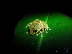 Pristimantis cruentus