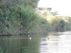 Nycticorax nycticorax