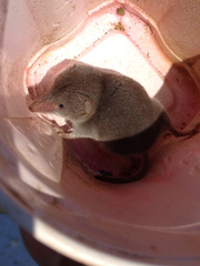 Notiosorex crawfordi