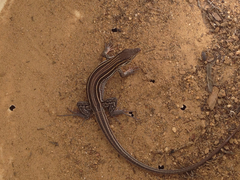 Aspidoscelis hyperythrus beldingi