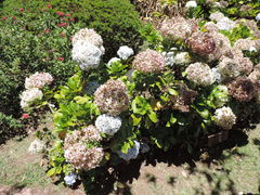 Hydrangea macrophylla
