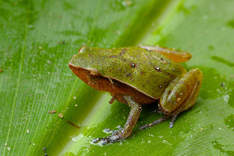 Mahanoro Digging Frog