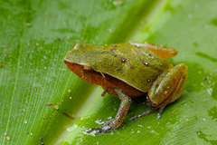 Plethodontohyla notosticta