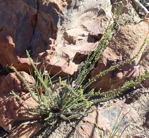 Image of Jamesbrittenia tortuosa by (c) Nicola van Berkel, some rights reserved (CC BY-SA)