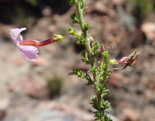 Image of Jamesbrittenia tortuosa by (c) Nicola van Berkel, some rights reserved (CC BY-SA)