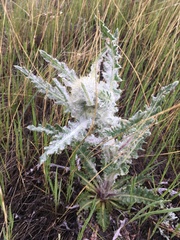 Cirsium hookerianum