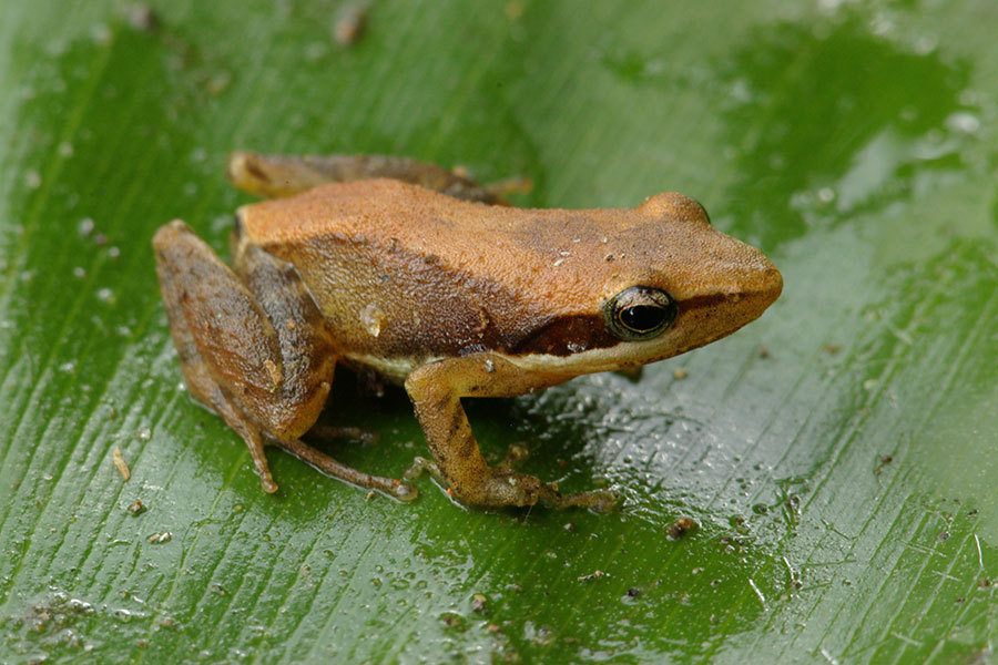 Moramanga Madagascar Frog