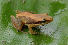 Moramanga Madagascar Frog photo 1