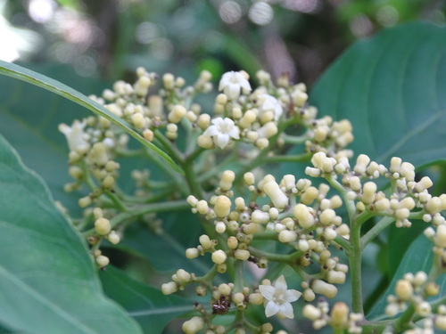 Image of Palicourea pubescens by (c) Alexis López Hernández, some rights reserved (CC BY)