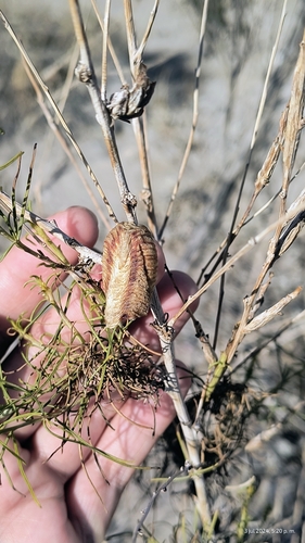 Sonoran Tiger Mantis