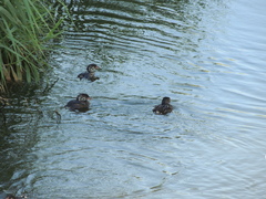 Podilymbus podiceps