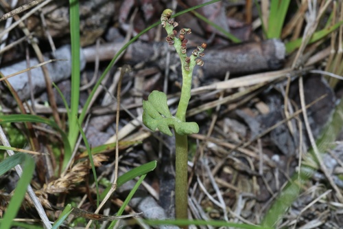 Spathulate botrychium (Botrychium spathulatum)