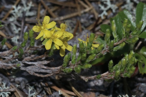 woolly beachheather