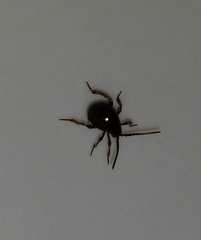 Gibbium aequinoctiale