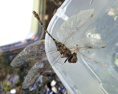 Gomphaeschna antilope