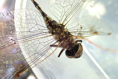 Gomphaeschna antilope