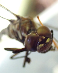 Gomphaeschna antilope