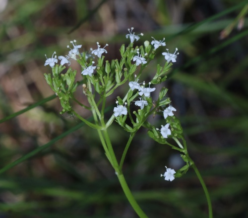 Marsh valerian (Valeriana dioica)
