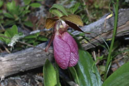 pink lady's slipper