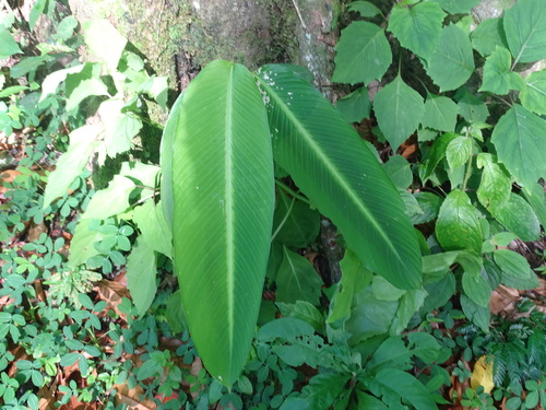 Foto de Maranta-riscada