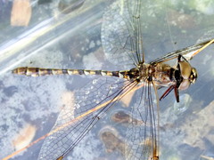 Gomphaeschna antilope