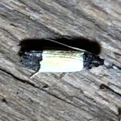 Anacampsis coverdalella