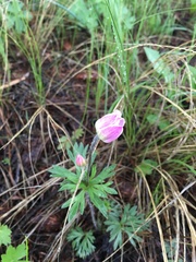 Anemone multifida