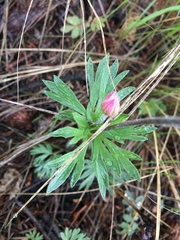 Anemone multifida