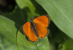 Lycaena ottomanus