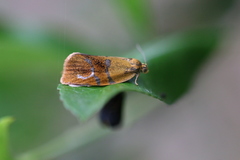 Ptycholoma lecheana