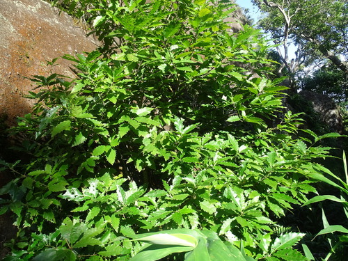 Chicarro Oak (Quercus skinneri)