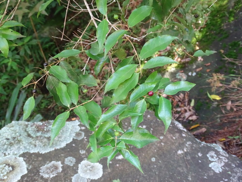 Eugenia oerstediana, 2024-07-02