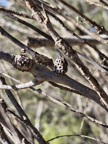 Image of Melaleuca uncinata by (c) ronavery, some rights reserved (CC BY)