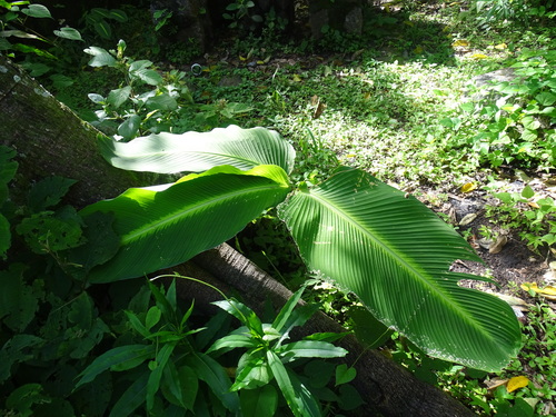 Goeppertia macrosepala (Goeppertia macrosepala)