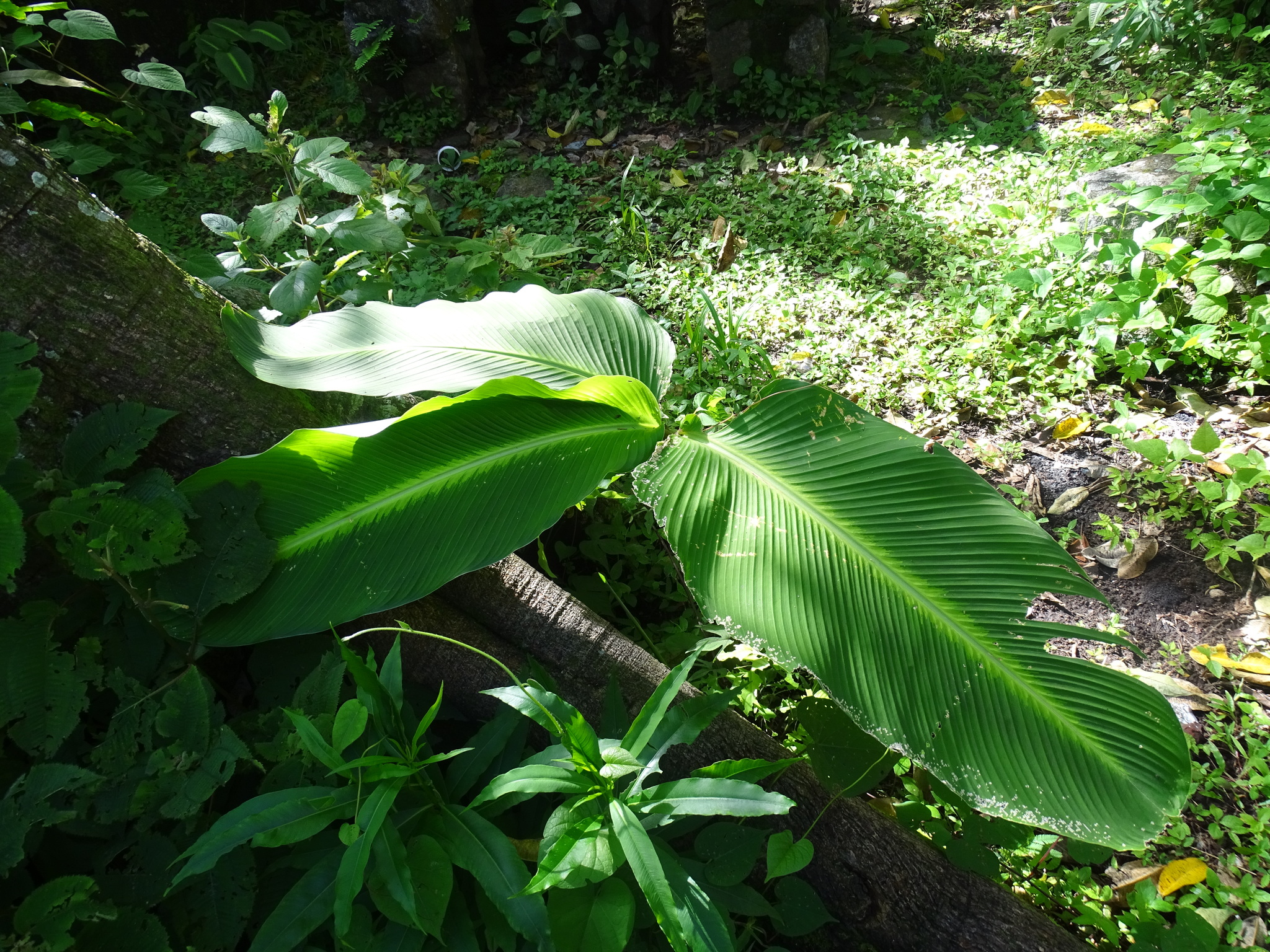 Imagem de Maranta-riscada