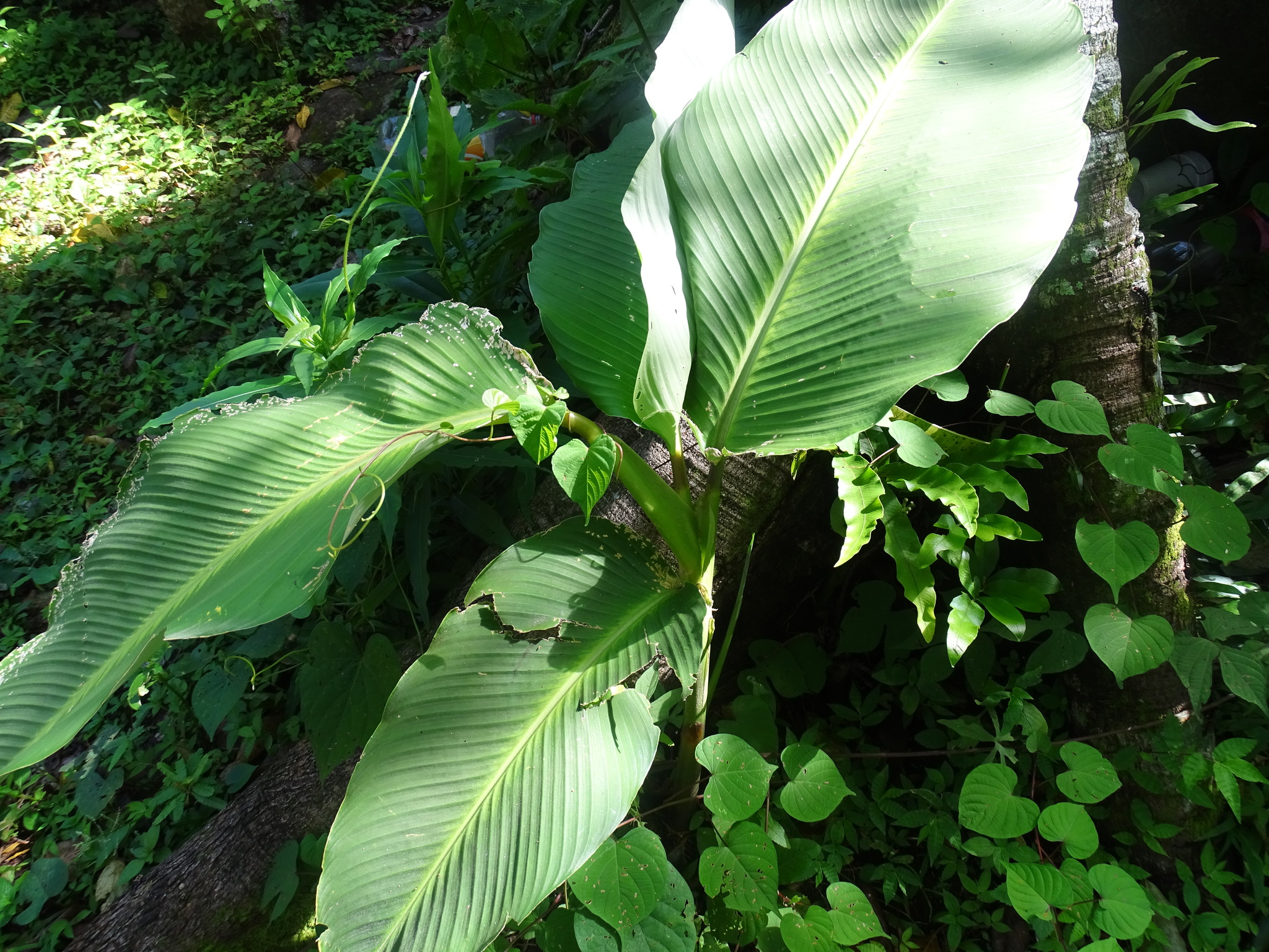 Imagem de Maranta-riscada