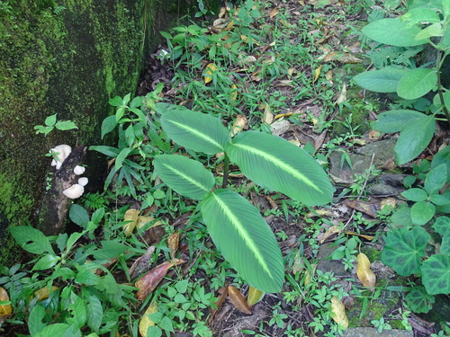 Foto de Maranta-riscada
