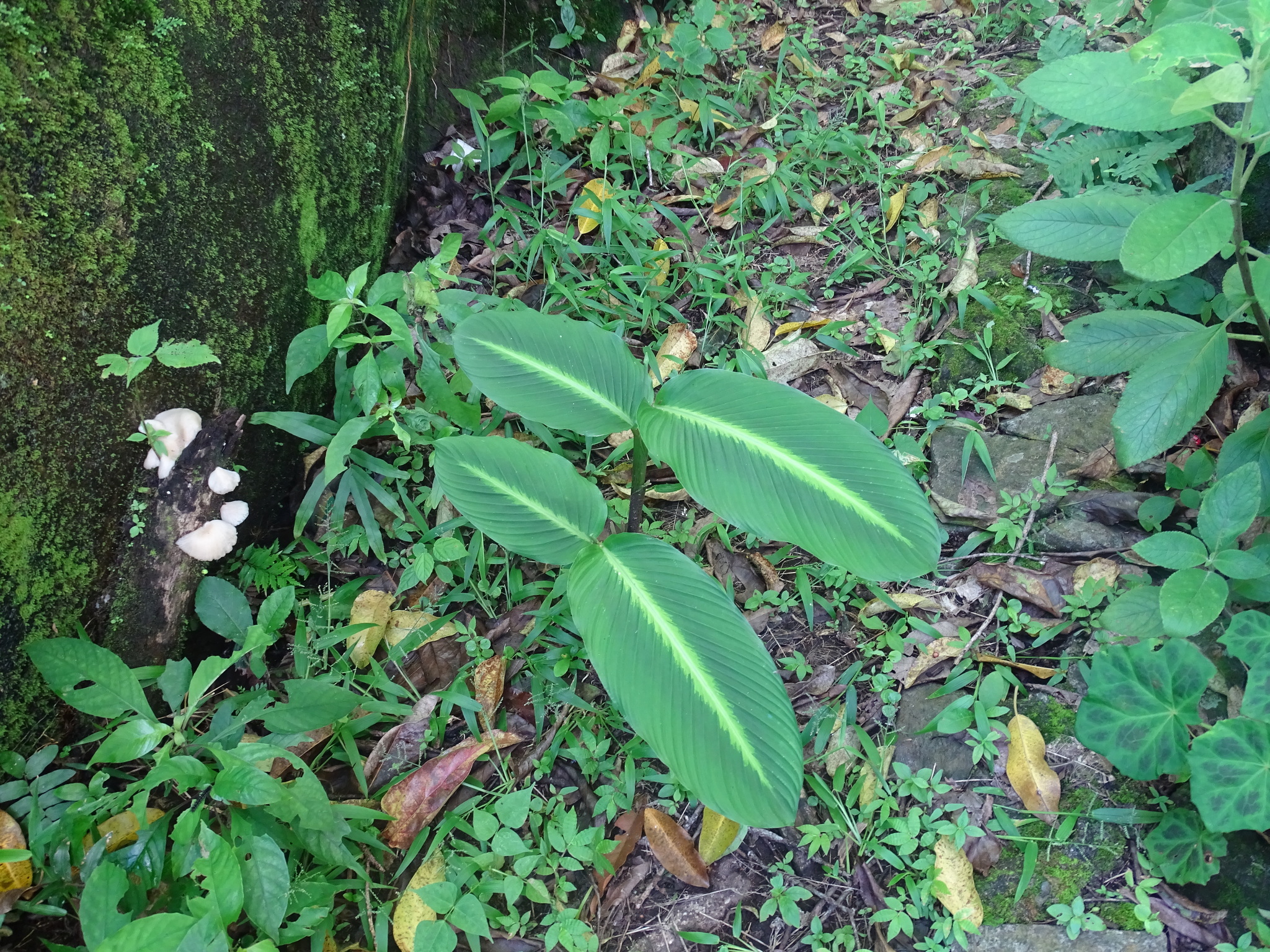 Imagem de Maranta-riscada