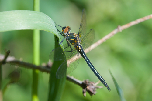 Mountain Emerald photo 3