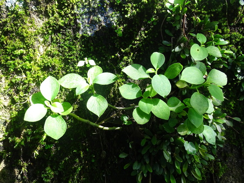 Peperomia hirta