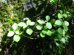 Peperomia hirta