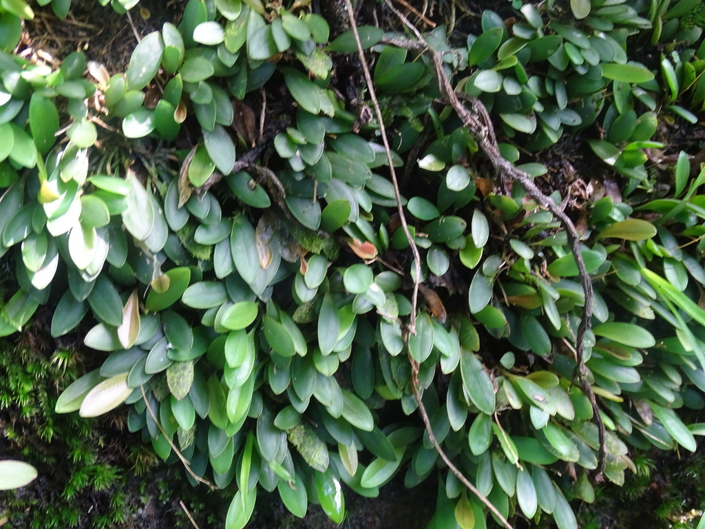 Acianthera strupifolia