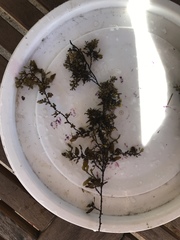 Sargassum polycystum